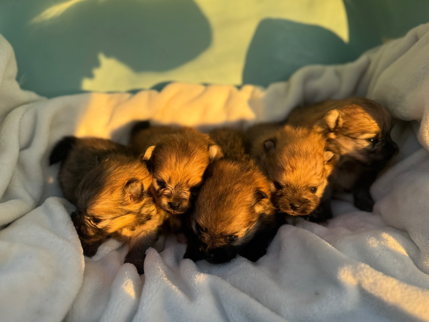 Of The Dark Sea - Chiots disponibles - Spitz allemand