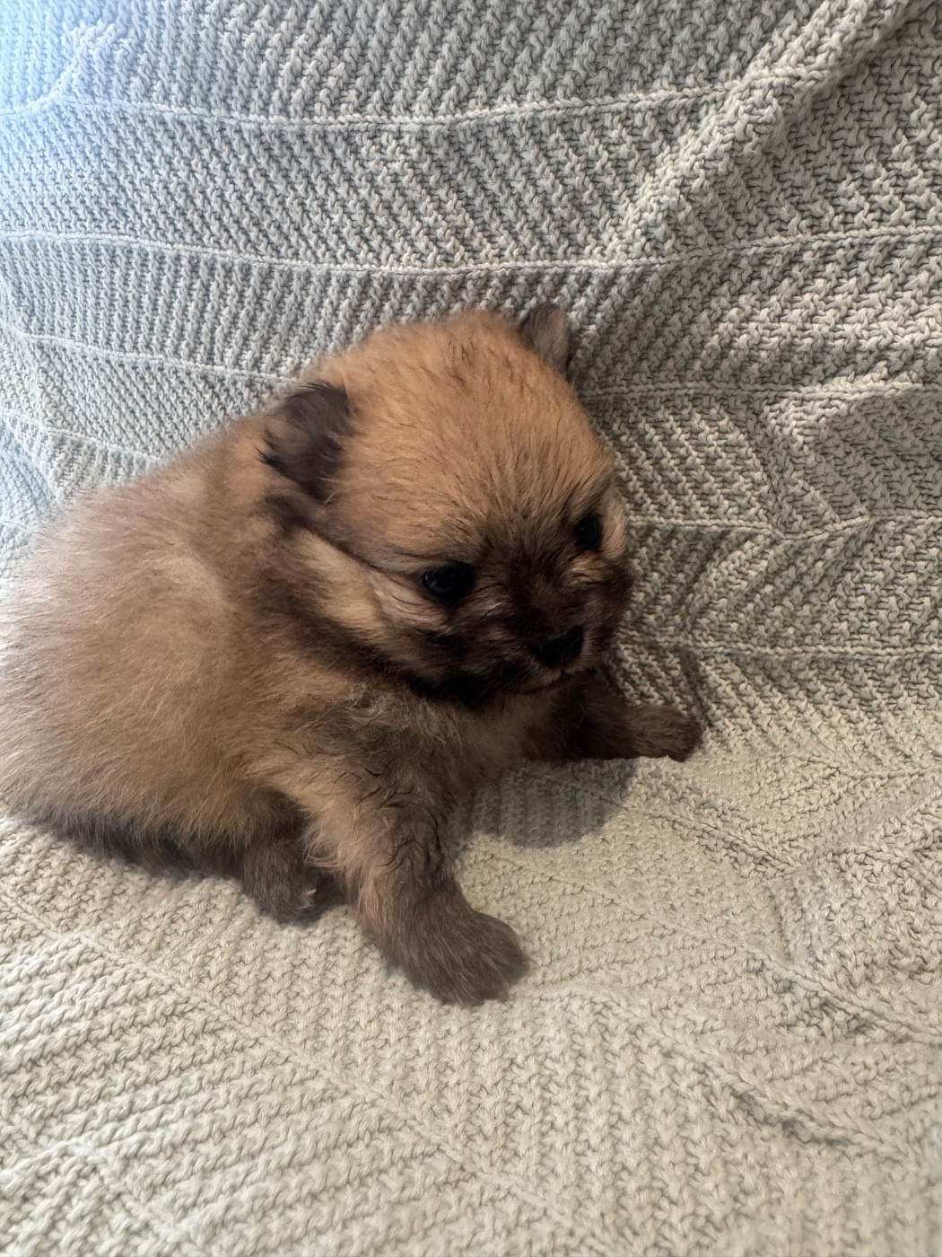 Of The Dark Sea - Chiots disponibles - Spitz allemand