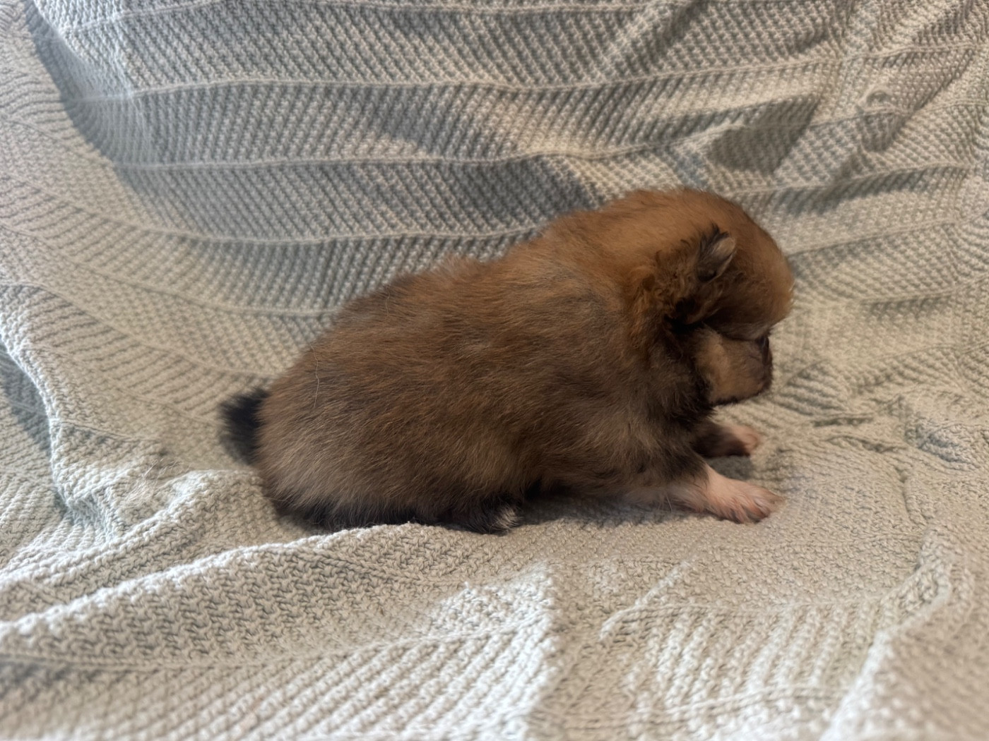 Of The Dark Sea - Chiots disponibles - Spitz allemand