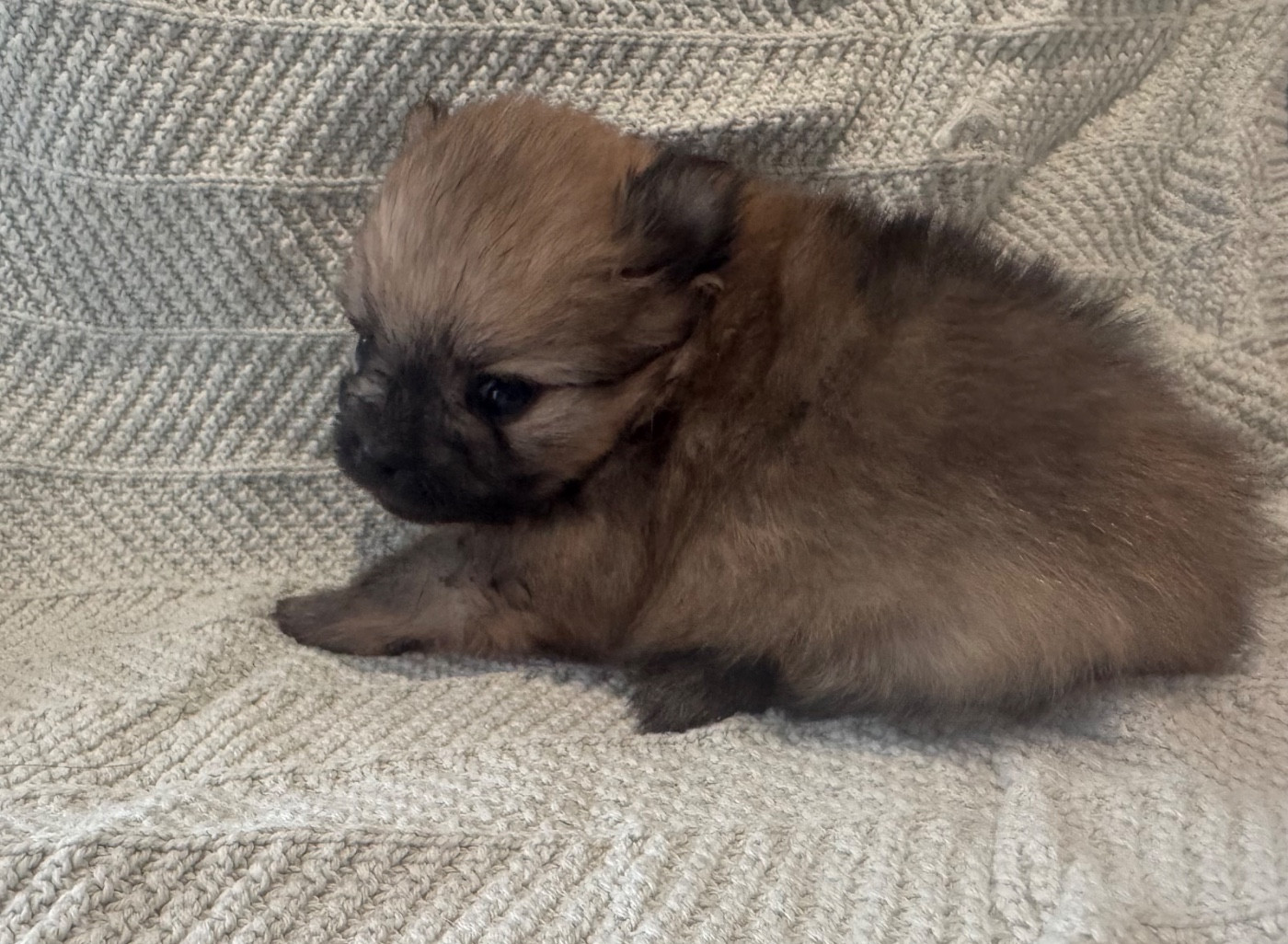 Of The Dark Sea - Chiots disponibles - Spitz allemand