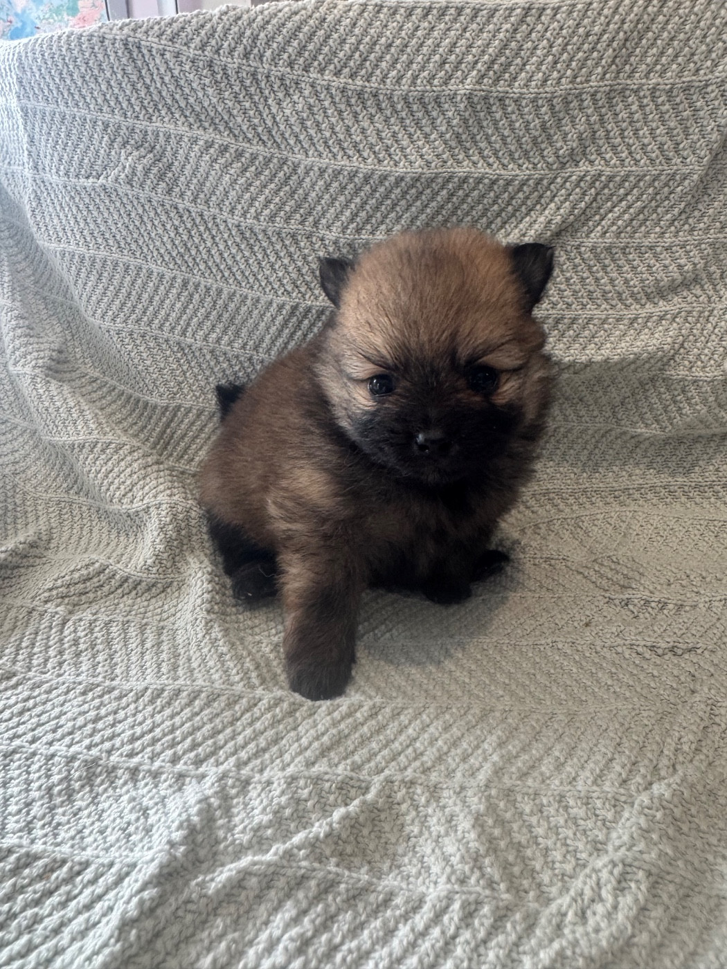 Of The Dark Sea - Chiots disponibles - Spitz allemand