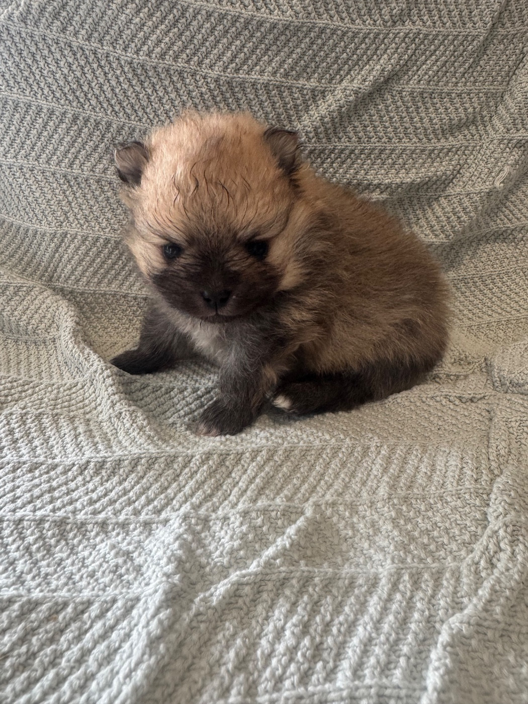 Of The Dark Sea - Chiots disponibles - Spitz allemand