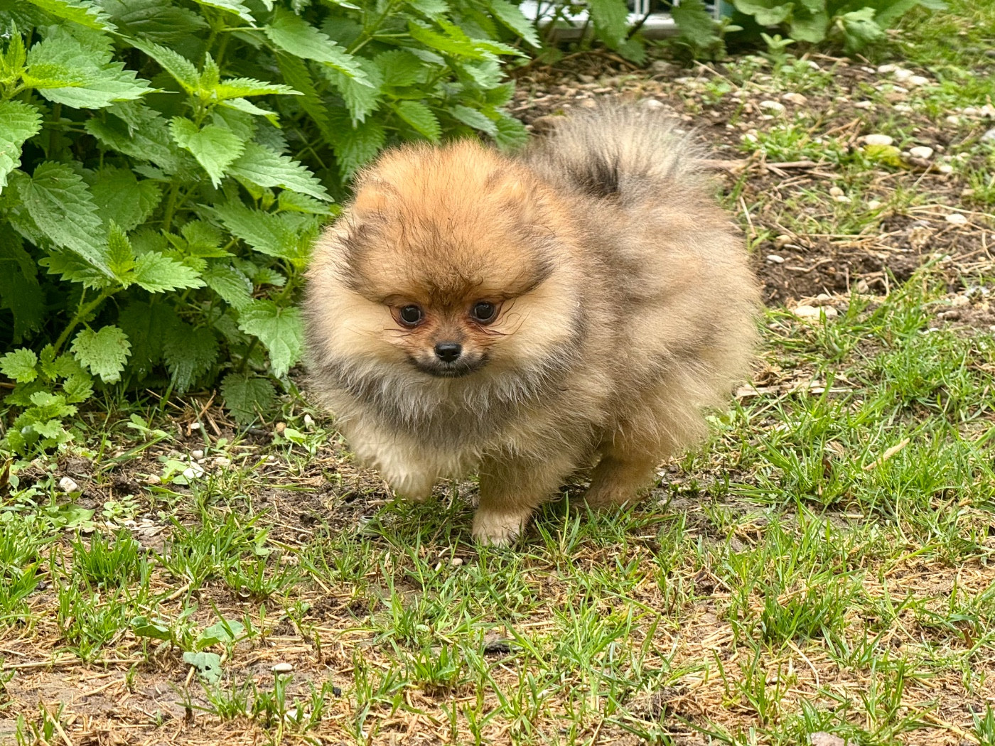 Of The Dark Sea - Chiots disponibles - Spitz allemand