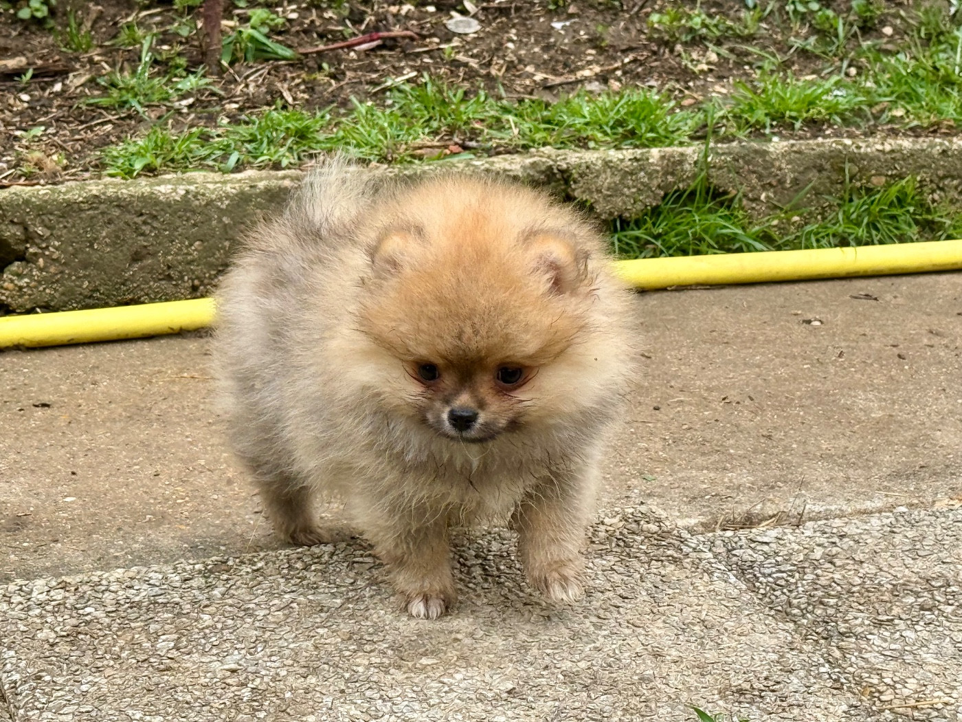 Of The Dark Sea - Chiots disponibles - Spitz allemand