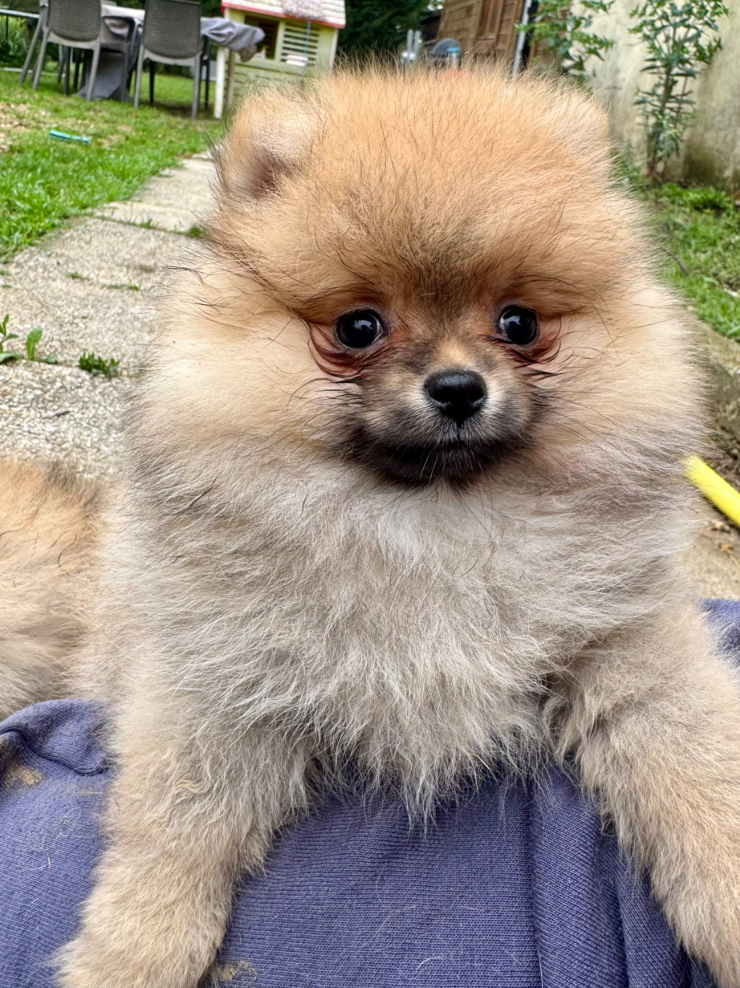 Of The Dark Sea - Chiots disponibles - Spitz allemand