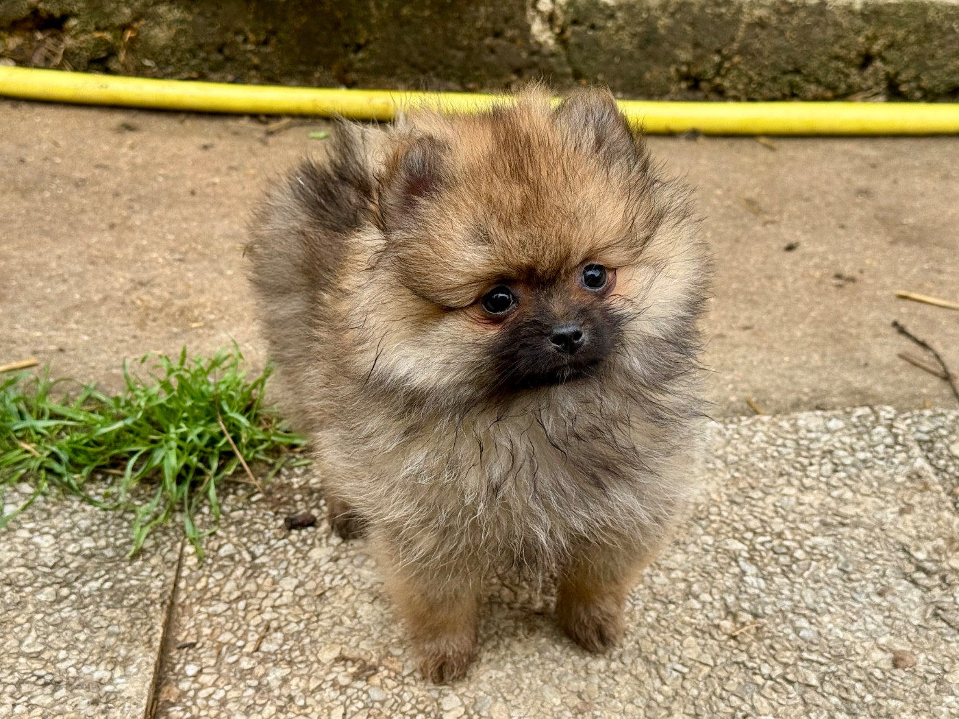 Of The Dark Sea - Chiots disponibles - Spitz allemand
