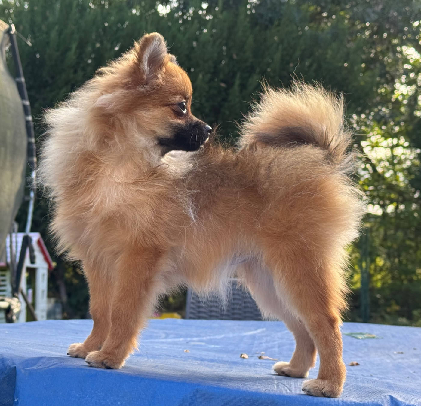 Of The Dark Sea - Chiots disponibles - Spitz allemand