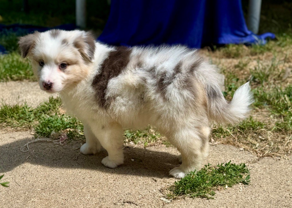 Of The Dark Sea - Chiots disponibles - Berger Australien