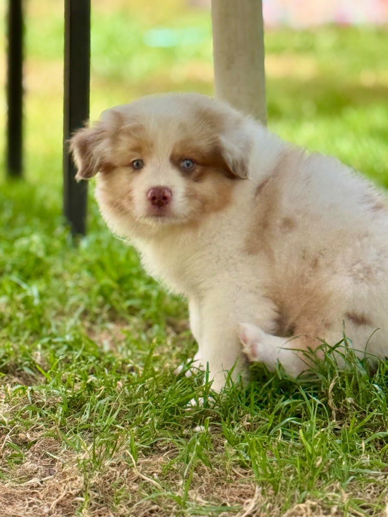 Of The Dark Sea - Chiots disponibles - Berger Australien